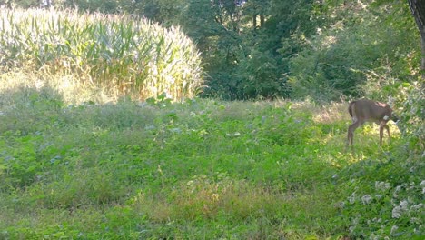 Yearling-whitetail-deer-walking-across-a-food-plot-along-the-edge-of-a-corn-field-and-woods