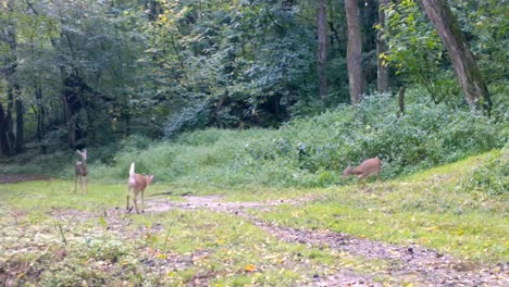 Three-young-white-tail-deer-energetically-play-while-an-adult-doe-gracefully-walks-along-the-path-in-the-woods-of-the-upper-Midwest