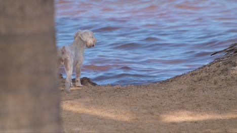 Weißer-Schnauzer-Hund,-Der-Am-Rand-Des-Meeres-Wartet-Und-Das-Wasser-Beobachtet