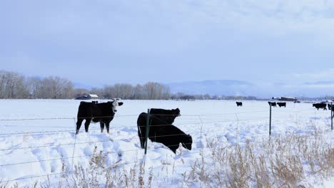 Vieh-Trinkt-Wasser-Aus-Einem-Bach-In-Einem-Schneebedeckten-Feld-4k
