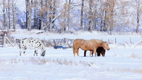 Pferde-Grasen-Auf-Einer-Schneebedeckten-Weide-In-Montana-An-Einem-Sonnigen-Tag-Im-Winter-4k-Zeitlupe