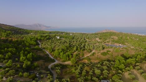 Aerial-riser-reveals-vast-olive-groves-close-to-Rhodes-coastline,-Pilonas,-Greece