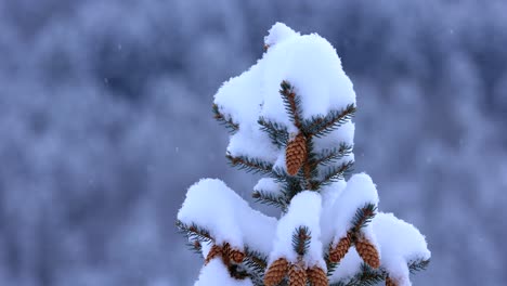 Ponderosa-Pine-Tree-Covered-in-Snow-in-Bozeman-Montana-with-Snow-Fall-in-4K-Slow-Motion