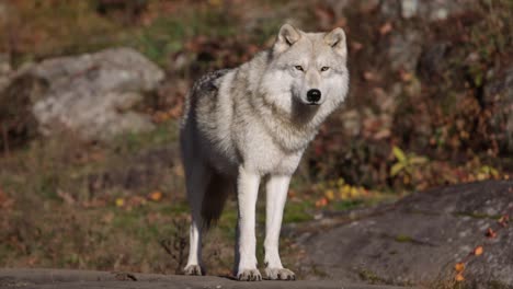 arctic-fox-sticks-tongue-out-and-looks-at-you-atop-a-rock