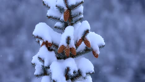 Bozeman-Montana-Ponderosa-Pine-Tree-in-Fresh-Snow-in-Slow-Motion-4K