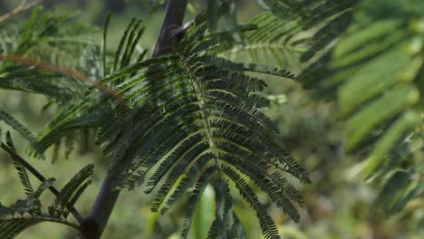 Green-Leaves-Of-Acacia-Tree-Swaying-In-Wind