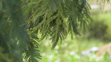 Hanging-Green-Leaves-Of-Acacia-Tree-Gently-Swaying-In-Wind