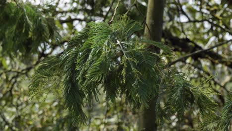 Blick-Auf-Hängende-Grüne-Blätter-Des-Akazienbaums,-Die-Sich-Sanft-Im-Wind-Wiegen