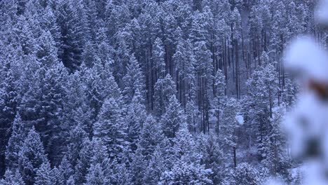 Snow-Covered-Trees-in-Beautiful-Bozeman-Forest-on-Mountain-Side-4K-Slow-Motion
