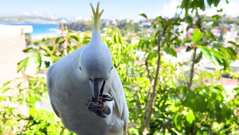 Friendly-cockatoo-hand-feeding-on-balcony-with-shot-in-pro-res-4444XQ-iphone-14-pro