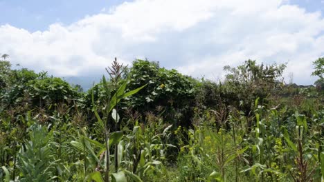 View-Of-Corn-And-Fava-Bean-Plantation-In-Rural-Ecuador