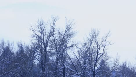 Schneefall-Auf-Toten-Bäumen-In-Montana-Im-Winter-4k