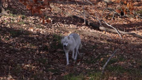arctic-wolf-running-through-the-forest-in-autumn-following-zoom