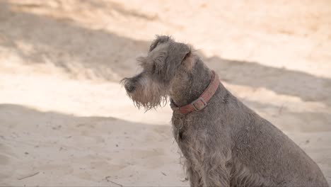 Süßer-Grauer-Schnauzer-Hund,-Der-Mit-Sand-Bedeckt-Ist-Und-Am-Strand-Sitzt-Und-Eine-Gute-Zeit-Hat