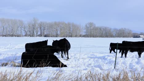 Herd-of-Cattle-Huddled-Together-During-Winter-in-Montana-4K