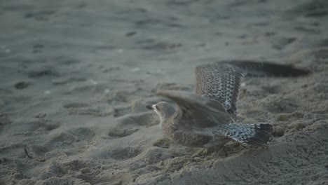 Seagull-taking-off-from-a-sandy-beach,-in-slow-motion,-120fps,-1080p