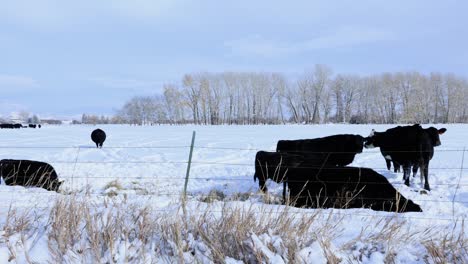 Black-Cattle-Drinking-Water-in-Snow-Stream-in-Winter-in-Montana-4K