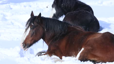 Draft-Horses-Laying-Down-in-Snow-Field-in-10-Degree-Weather-4K-Slow-Motion