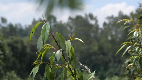 Fresh-Green-Capuli-Leaves-Swaying-Gently-With-Bokeh-Foliage-Background