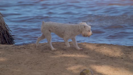 Weißer-Schnauzer-Hund,-Der-An-Einem-Heißen-Sommertag-Am-Strand-Entlang-Spaziert