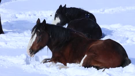 Bird-Crawling-on-Horses-Back-in-the-Snow-in-Montana-Pasture-4K-Slow-Motion