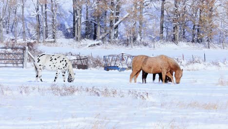 Horses-Digging-for-Grass-Under-Snow-Pasture-in-Montana-4K-Slow-Motion