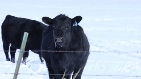 Cow-Breathing-Out-Air-in-Freezing-Snowy-Temperatures-in-Montana-4K