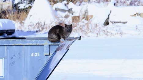 Verlorene-Katze-Auf-Einem-Müllcontainer-In-Bozeman-Montana-Kalt-Im-Schnee-4k