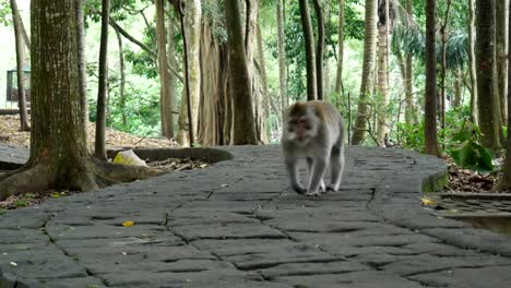 A-monkey-walking-towards-me-in-Bali