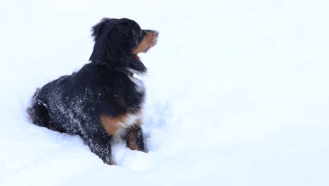 Australian-Shepherd-Black-Tri-Puppy-Sitting-in-Light-Snow-Fall-4K