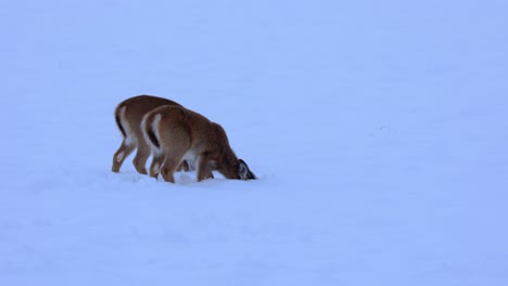 Deer-Eating-Grass-Through-Snow-in-Bozeman-Montana-4K-Slow-Motion