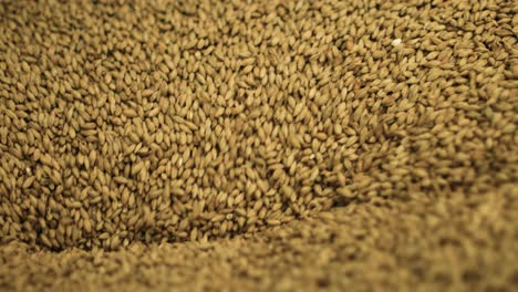 Barley-seeds-going-into-machine
