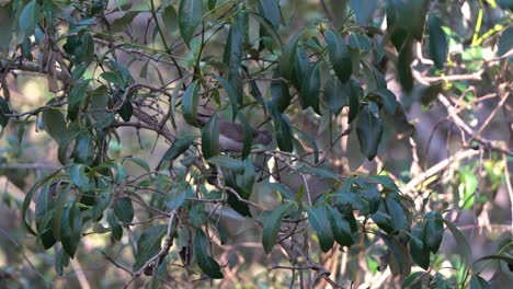 Auffälliger-Und-Lauter-Kleiner-Friarbird,-Philemon-Citreogularis,-Der-Von-Zweig-Zu-Zweig-Hüpft-Und-Auf-Dem-Baum-Nach-Nahrung-Sucht,-Wilder-Australischer-Einheimischer-Vogel,-Der-In-Der-Nähe-Von-Wynnum-Coastal-Wetland,-Queensland,-Gefunden-Wurde