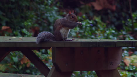 Adorable-Furry-Squirrel-In-Wildlife-Park-Of-Boscawen-In-Truro,-England