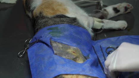 Ein-Tierarzt-Schneidet-Während-Einer-Sterilisationsoperation-An-Einer-Weiblichen-Katze-Mit-Einem-Skalpell