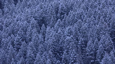Landscape-of-Forest-Covered-in-Snow-in-Montana-During-Winter-4K-Slow-Motion