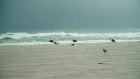 Tropical-Storm,-Seagulls-on-the-empty-beach