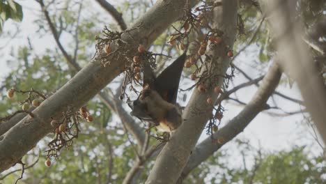 Bat-scratching-itself-with-its-wings-while-hanging-upside-down-from-a-fig-tree