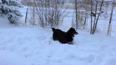 Australian-Shepherd-Puppy-Playing-in-the-Snow-in-Bozeman-Montana-4K-Slow-Motion