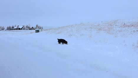 Australian-Shepherd-Puppy-Prancing-Through-the-Snow-4K
