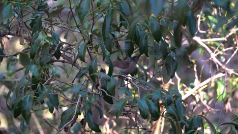Kleiner-Friarbird,-Philemon-Citreogularis-Auf-Der-Suche-Nach-Nahrung,-Auf-Einem-Ast-Herumhüpfend,-Plötzlicher-Fehltritt-Und-Fast-Vom-Baum-Fallend,-Australischer-Einheimischer-Vogel,-Gefunden-Im-Wynnum-Coastal-Wetland,-Queensland