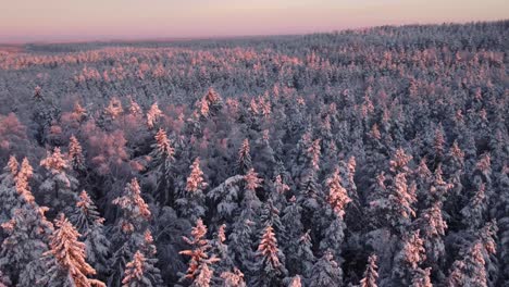 Lettische-Tannen-Im-Winter-Im-Morgenlicht