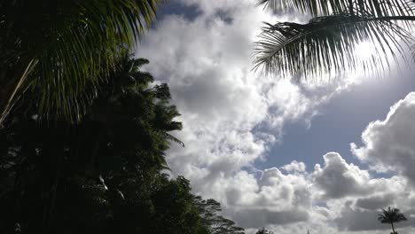 Weiße-Wolken-Und-Palmen