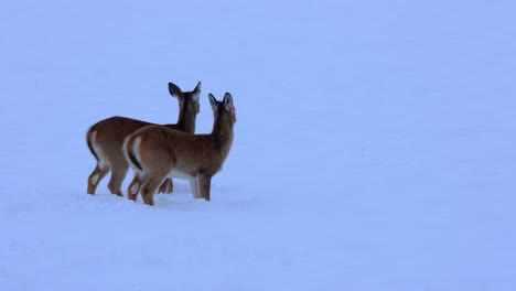 Bozeman-Montana-White-Tailed-Deer-Walking-Through-Heavy-Snow-4K-60FPS
