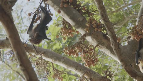Closeup-of-bat-peeing-while-hanging-from-a-branch-of-fig-tree