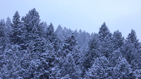 Bozeman-Montana-Forest-Covered-in-Fresh-Snow-Fall-in-Winter-2022-4K