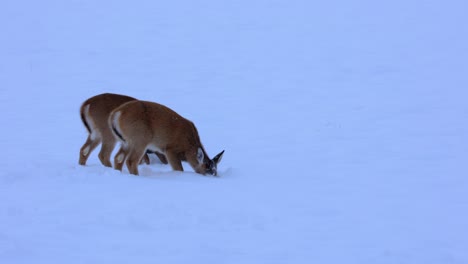 Two-White-Tailed-Deer-Grazing-in-Snow-and-Looking-into-Camera-in-Bozeman-Montana-4K-Slow-Motion