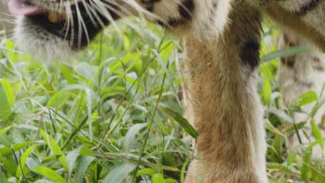 Tigre-De-Bengala-En-Pastizales-En-Busca-De-Comida,-Cerca-De-Animales-Salvajes-En-Reserva-Protegida