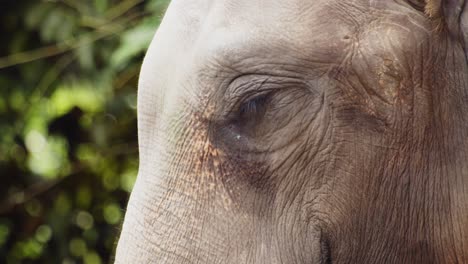 Close-Up-of-Head-and-Eyes-of-Old-Sumatran-Elephant,-Slow-Motion