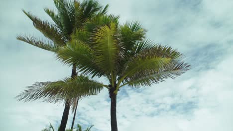 Tormenta-Tropical,-Palmeras-En-La-Playa-Vacía-En-Un-Día-Ventoso-Y-Lluvioso